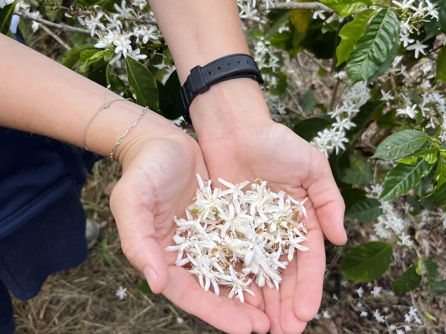 Mains tenant fleurs de café