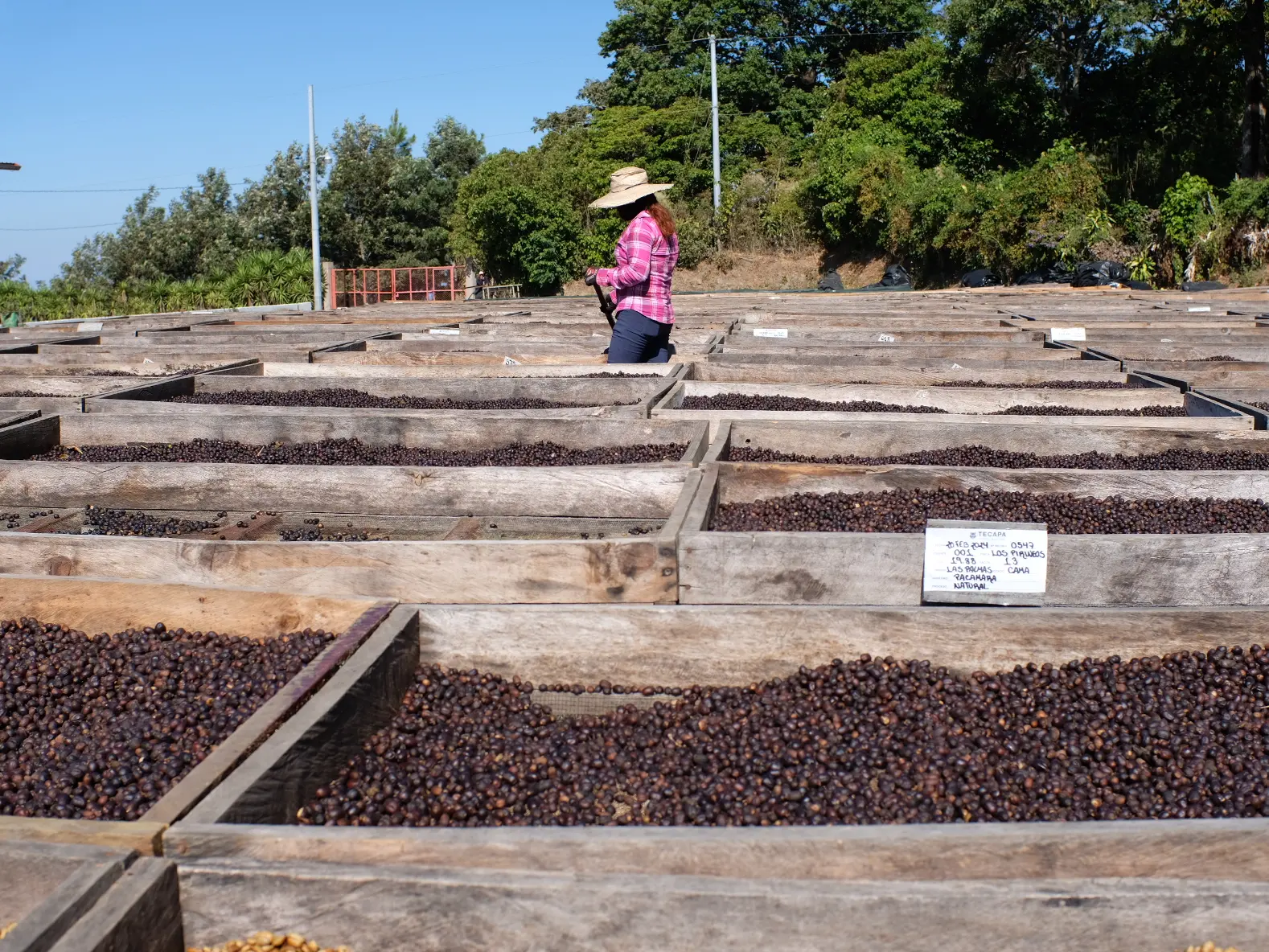 Femme cultivant grain de café