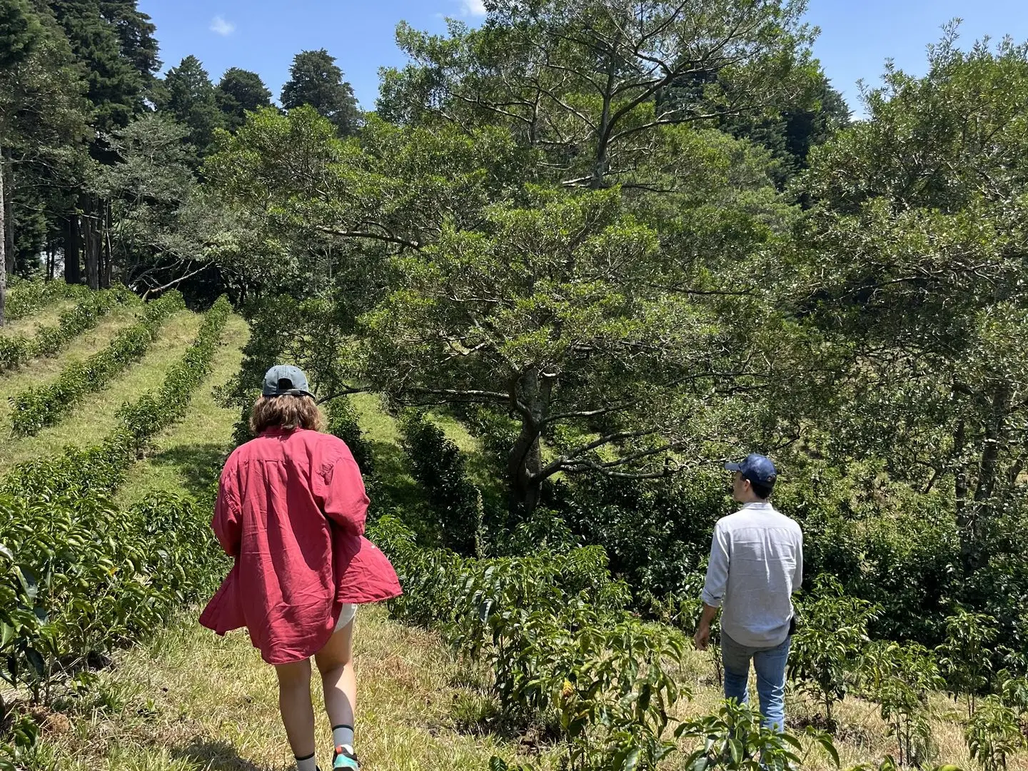 Deux personnes marchant dans champ de café